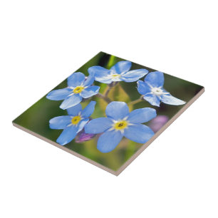 Azulejo De Cerâmica Floral calmo esquece-me não