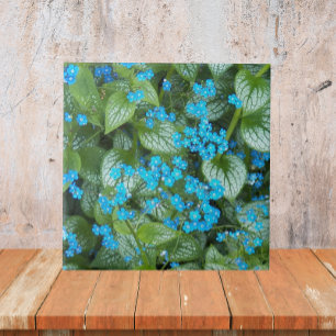 Azulejo De Cerâmica Floral de Flor de Brunnera Pequena Azul