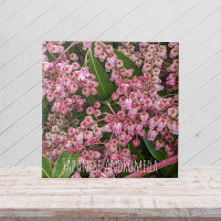 Floral de Flor de Plantas Andromeda Japonesas
