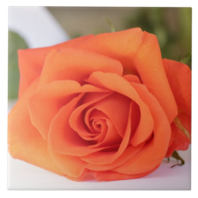 Azulejo De Cerâmica Floral de Flor Rosa de Laranja (Frente)