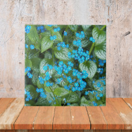 Azulejo De Cerâmica Floral de Pequenas Flores Azuis de Brunnera