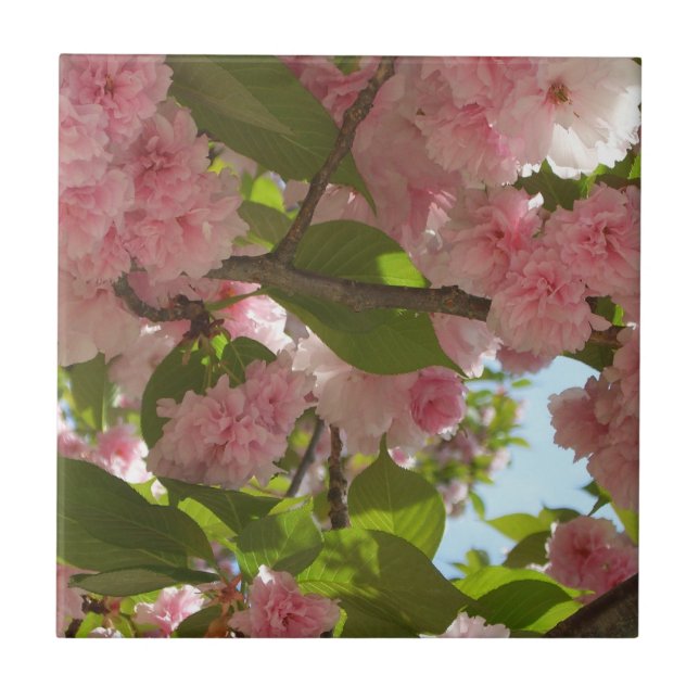 Azulejo De Cerâmica Floral Primavera da Árvore III da Cherry com duas  (Frente)