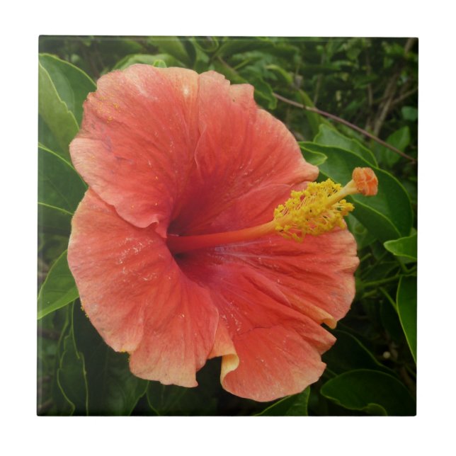 Azulejo De Cerâmica Floral Tropical de Laranja Hibiscus (Frente)