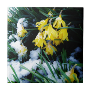 Azulejo De Cerâmica Flores amarelas Daffodils na neve