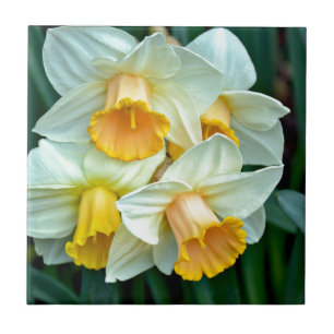 Azulejo De Cerâmica Flores amarelas do daffodil
