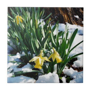 Azulejo De Cerâmica Flores amarelas dos Daffodils na neve