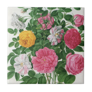 Azulejo De Cerâmica Flores Antigas em Flor, Rosas de Jardim de Primave