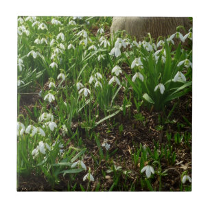 Azulejo De Cerâmica Flores brancas do primavera de Snowdrops II