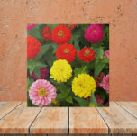 Azulejo De Cerâmica Flores Coloridas Zinnia Floral<br><div class="desc">Azulejo cerâmico que apresenta uma foto de flores coloridas da Zinnia. Um design floral adorável! Selecione o tamanho do seu azulejo. Faz uma trivet de cozinha excelente!</div>