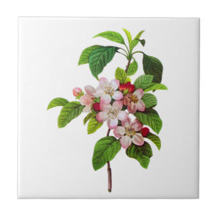 Azulejo De Cerâmica Flores cor-de-rosa de Apple por Pierre Jopseph