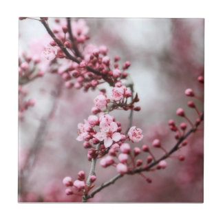 Azulejo De Cerâmica Flores cor-de-rosa na foto do primavera