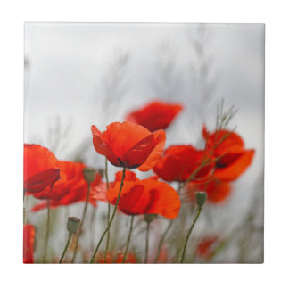 Azulejo De Cerâmica Flores da papoila comum em um campo