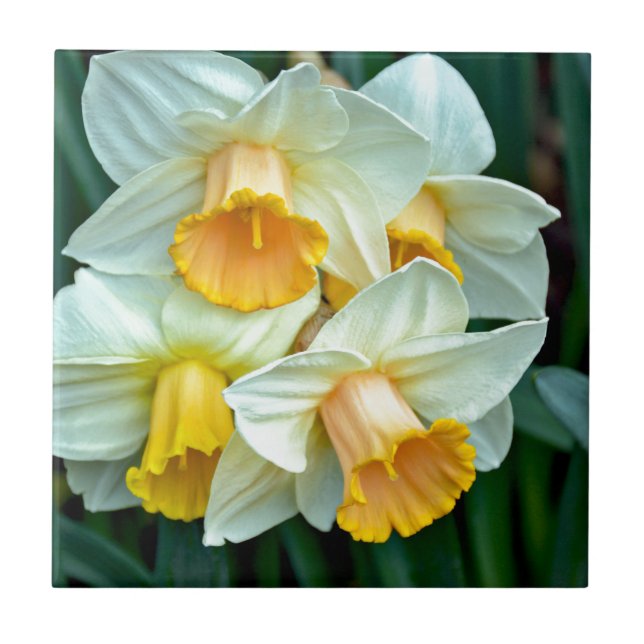 Azulejo De Cerâmica Flores daffodilo amarelas (Frente)