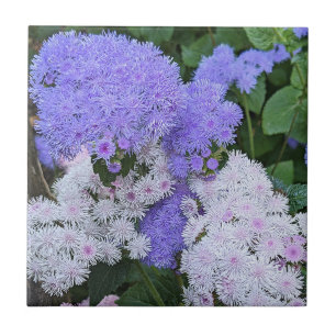 Azulejo De Cerâmica Flores de Ageratum Azul e Branco Floral