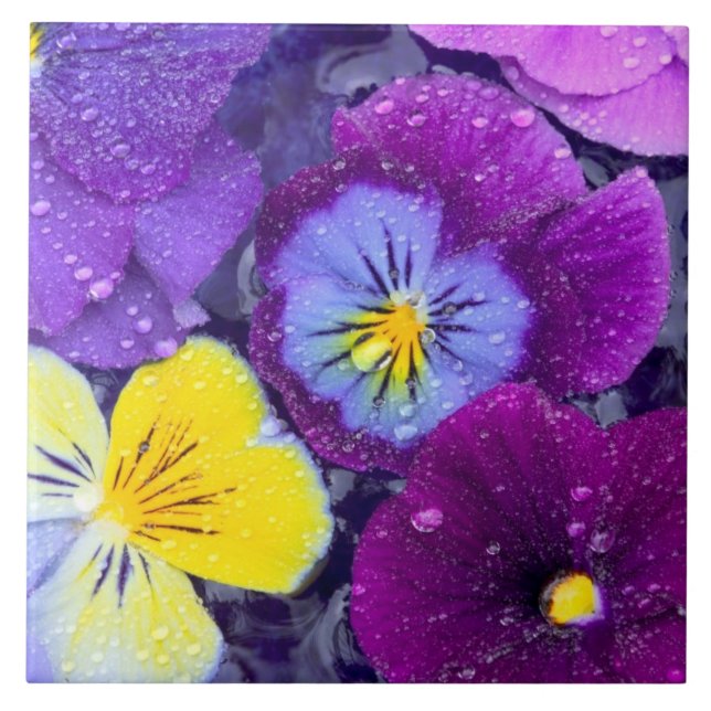 Azulejo De Cerâmica Flores de amor-perfeito flutuando em banho de páss (Frente)