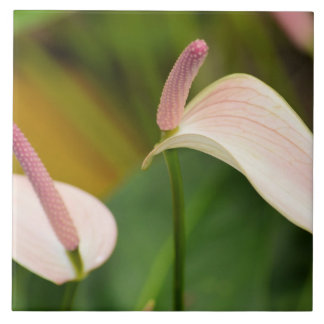 Azulejo De Cerâmica Flores de Anthurium Rosa Kauai Hawaii