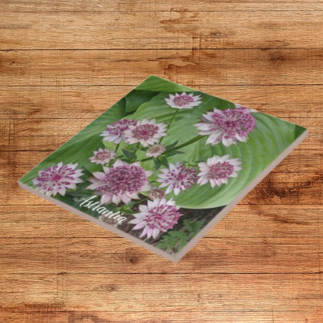 Azulejo De Cerâmica Flores de Astrantia Rosa (In Situ)