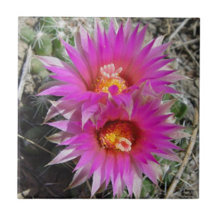Azulejo De Cerâmica Flores de Cactus Bola F5 "Escobaria vivipara"