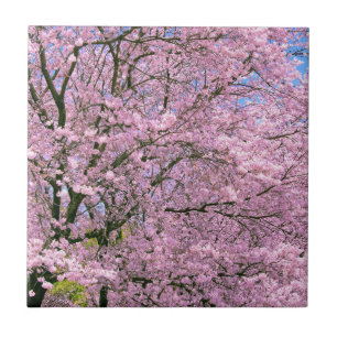 Azulejo De Cerâmica Flores de Cereja em Bloom