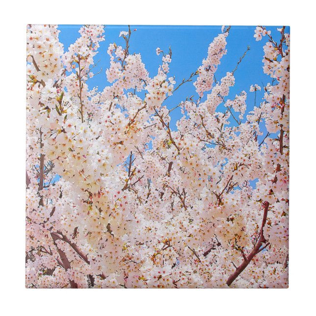 Azulejo De Cerâmica Flores de cereja em sangue de Cheio (Frente)