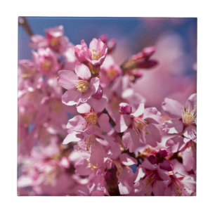 Azulejo De Cerâmica Flores de Cerejeira Sakura Beijadas pela Luz do So
