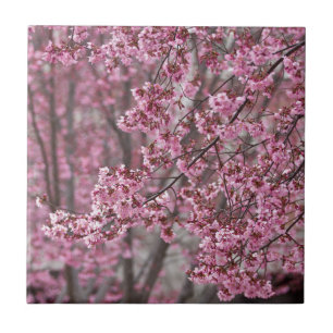 Azulejo De Cerâmica Flores de Cerejeira Sakura Cor-de-Rosa Fluindo