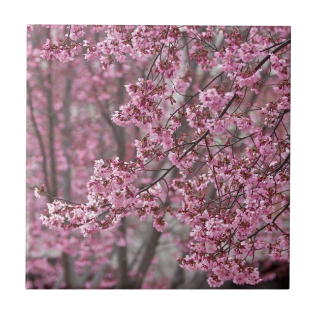 Azulejo De Cerâmica Flores de Cerejeira Sakura Cor-de-Rosa Fluindo (Frente)