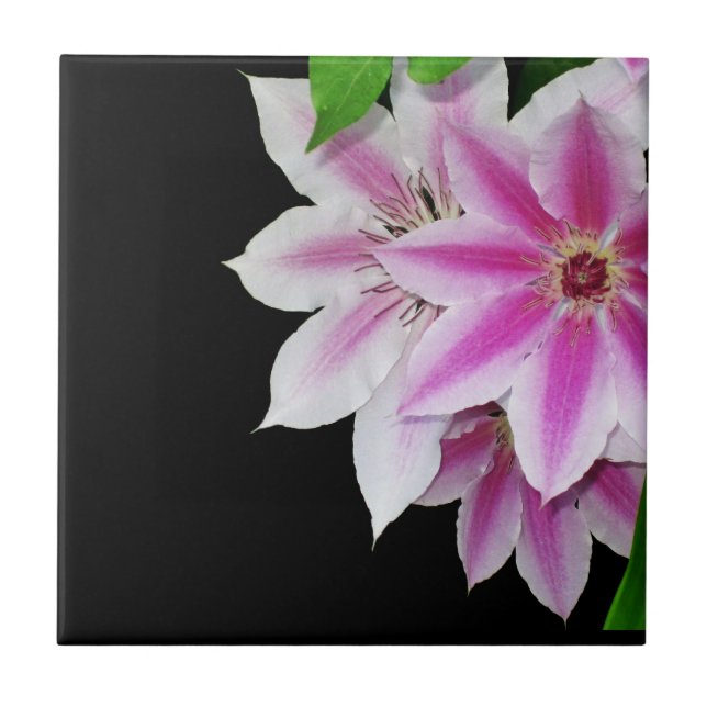 Azulejo De Cerâmica Flores de Clematis Brancas e Rosa (Frente)