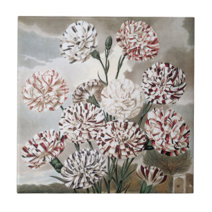 Azulejo De Cerâmica Flores de Cravos Variegados Vintage com Céu Cinza