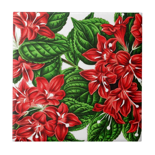 Azulejo De Cerâmica Flores de gengibre vermelho, impressão de colheita (Frente)