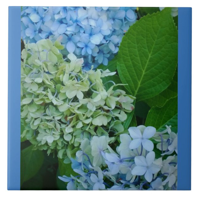 Azulejo De Cerâmica Flores de Hydrangea (Frente)