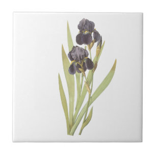Azulejo De Cerâmica Flores de Íris Roxas