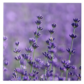 Azulejo De Cerâmica Flores de Lavanda Roxas Escuras
