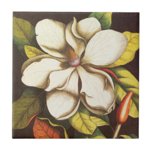 Azulejo De Cerâmica Flores de Magnólia Antiga Planta Com Sementes