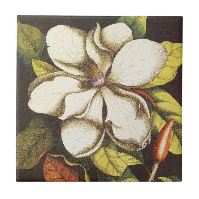Azulejo De Cerâmica Flores de Magnólia Antiga Planta Com Sementes (Frente)