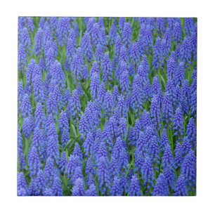 Azulejo De Cerâmica Flores de muscari azuis bonito
