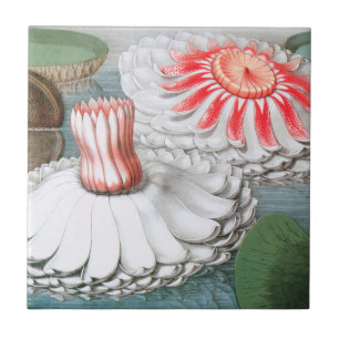 Azulejo De Cerâmica Flores de Nenúfar Antigos, Nenúfares em um Lago