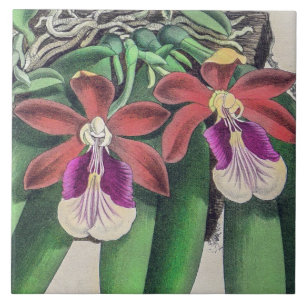Azulejo De Cerâmica Flores de Orquídea Coloridas Raras e Antigas