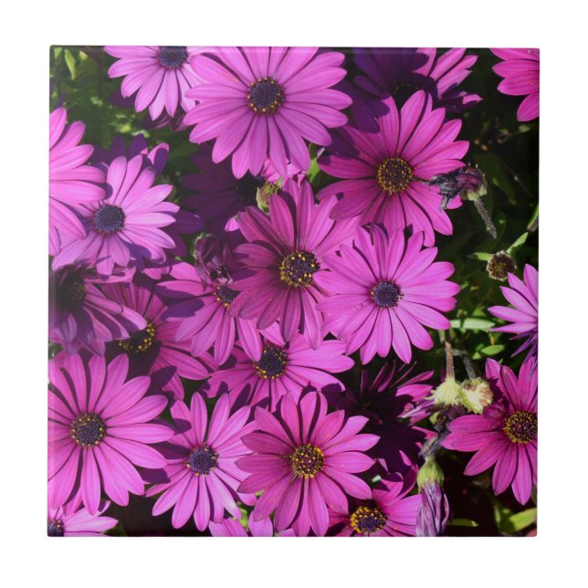 Azulejo De Cerâmica Flores De Osteospermum Roxo (Frente)