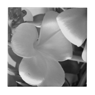 Azulejo De Cerâmica Flores de Plumeria em Preto e Branco