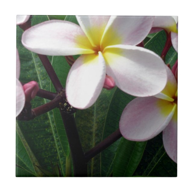 Azulejo De Cerâmica Flores de Plumeria Havaiana (Frente)