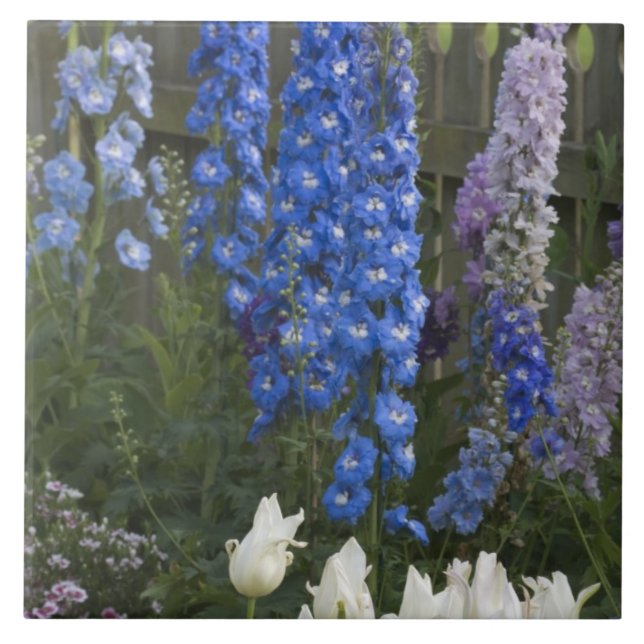 Azulejo De Cerâmica Flores de primavera ao longo de um caminho de jard (Frente)
