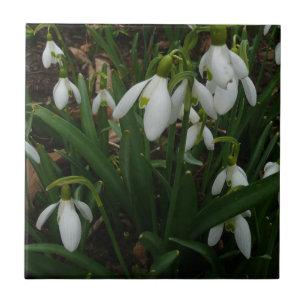 Azulejo De Cerâmica Flores de primavera Brancas I (Galanthus)
