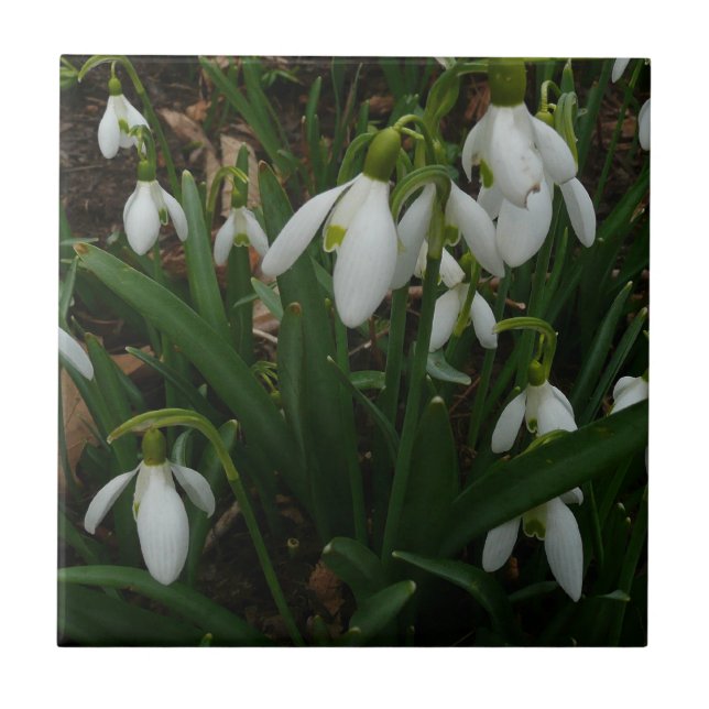 Azulejo De Cerâmica Flores de primavera Brancas I (Galanthus) (Frente)