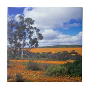 Azulejo De Cerâmica Flores de primavera em Namaqualand, África do Sul