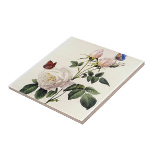 Azulejo De Cerâmica flores de rosa branca, Pierre Joseph Redouté