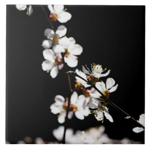 Azulejo De Cerâmica Flores de Sakura