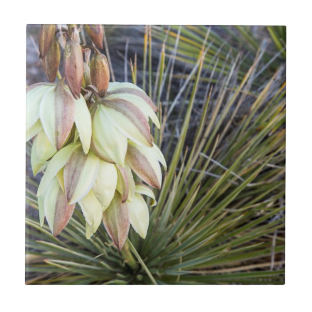 Azulejo De Cerâmica Flores de Soaptree Yucca no Upper Missouri (Frente)