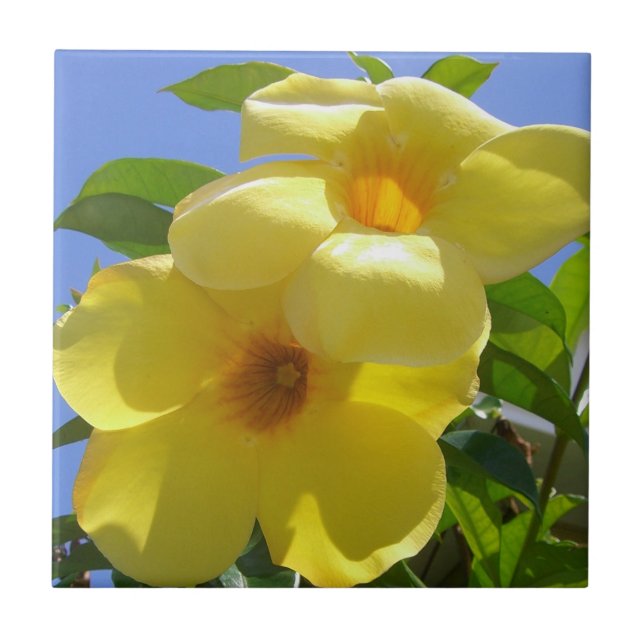 Azulejo De Cerâmica Flores de Trompetes do ouro I (Frente)