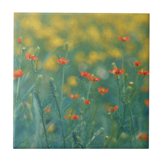 Azulejo De Cerâmica Flores De Verão (Campo Floral) (Flores Vermelhas) (Frente)